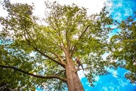 How Our Tree Care Process Works  in  Duncan Falls, OH