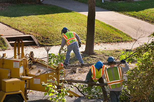 Trusted Duncan Falls, OH Tree Care  Experts