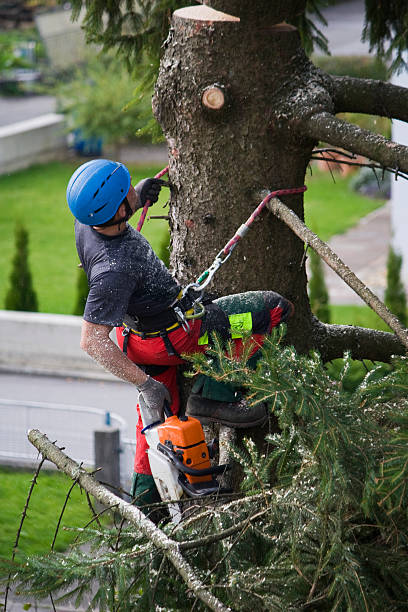 Mulching Services in Duncan Falls, OH